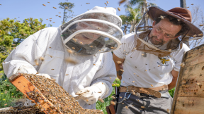 Backyard beekeeping generates buzz in North County